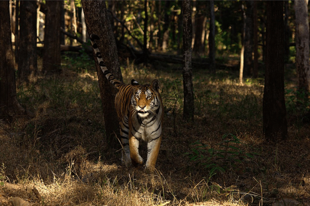 10 Best National Parks Experience : Top Wildlife & Nature Destinations