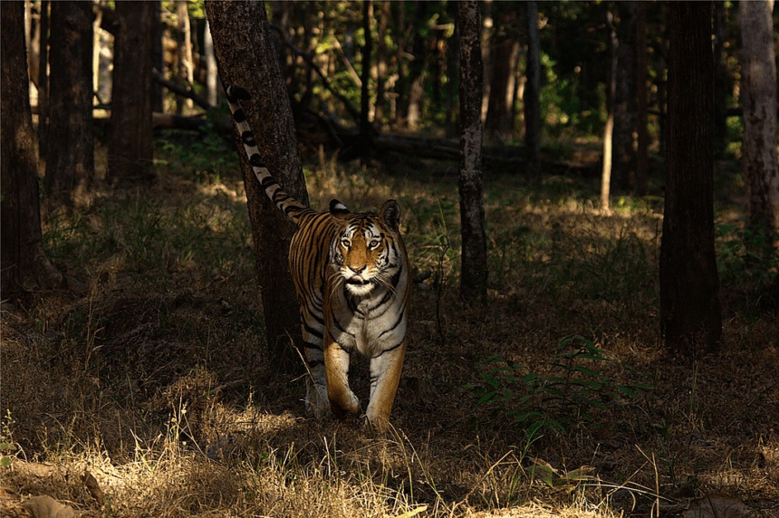 10 Best National Parks Experience : Top Wildlife & Nature Destinations