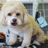 10 Best Online Pet Food Delivery Services In 2025 | Top Picks for Dogs & Cats