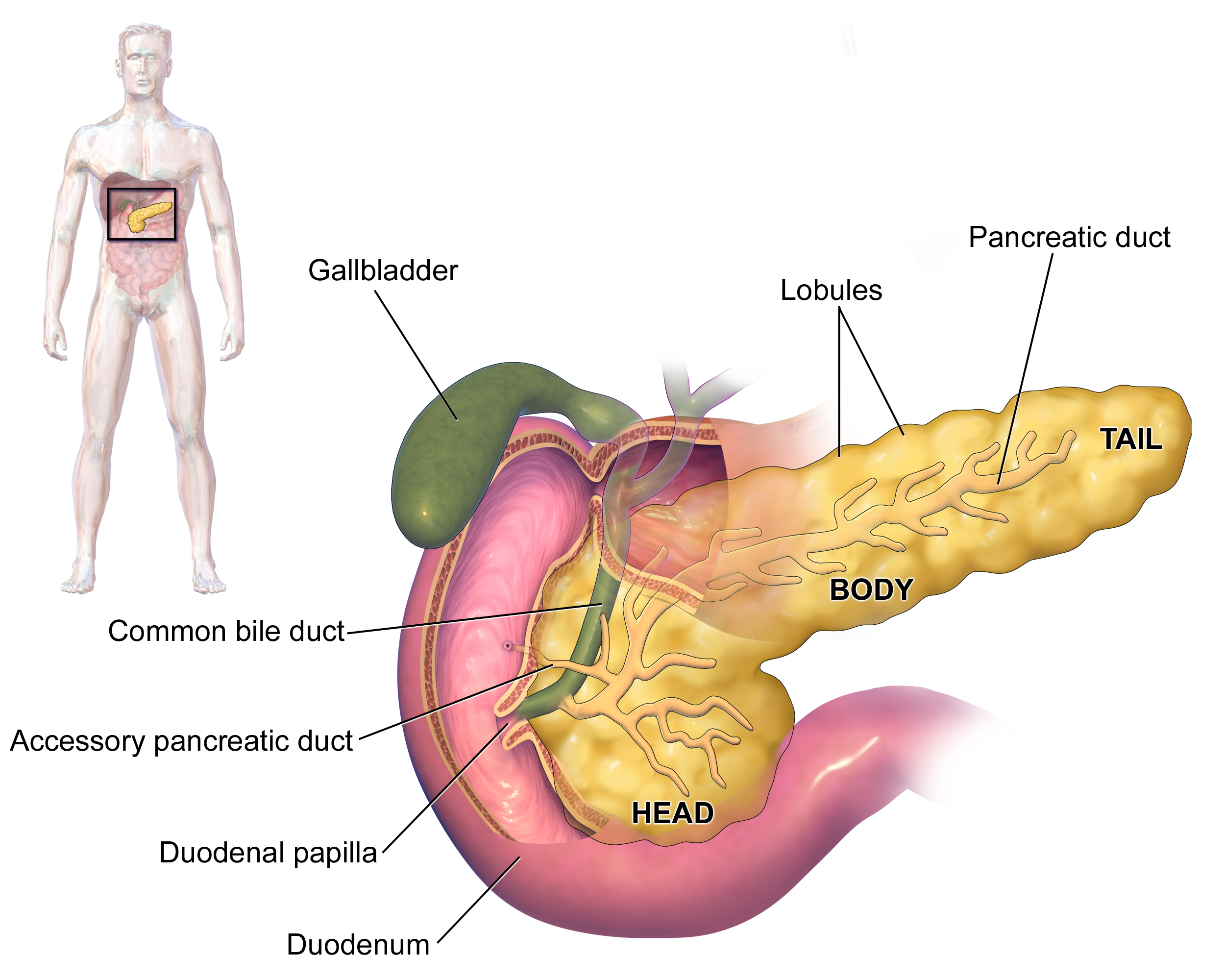 Structure and Function of the Pancreas