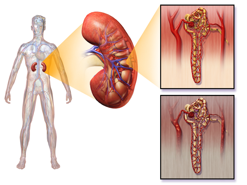 Is Healing Insulin Pancreas Possible?
