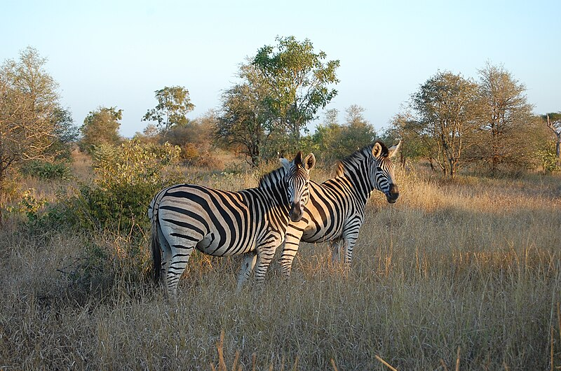 Kruger National Park, South Africa