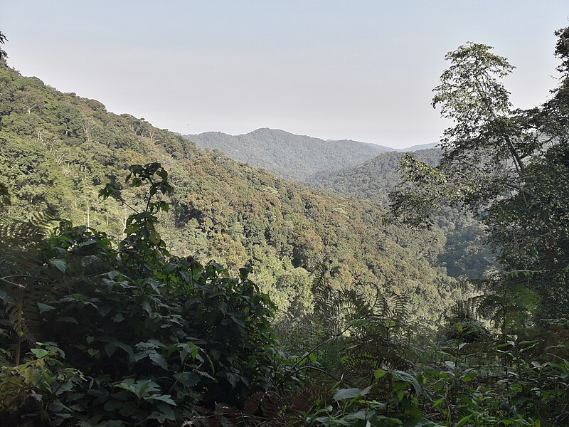 Bwindi Impenetrable Forest, Uganda