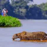 19 Top Wildlife Safari Locations: Best Destinations for Wildlife Adventures