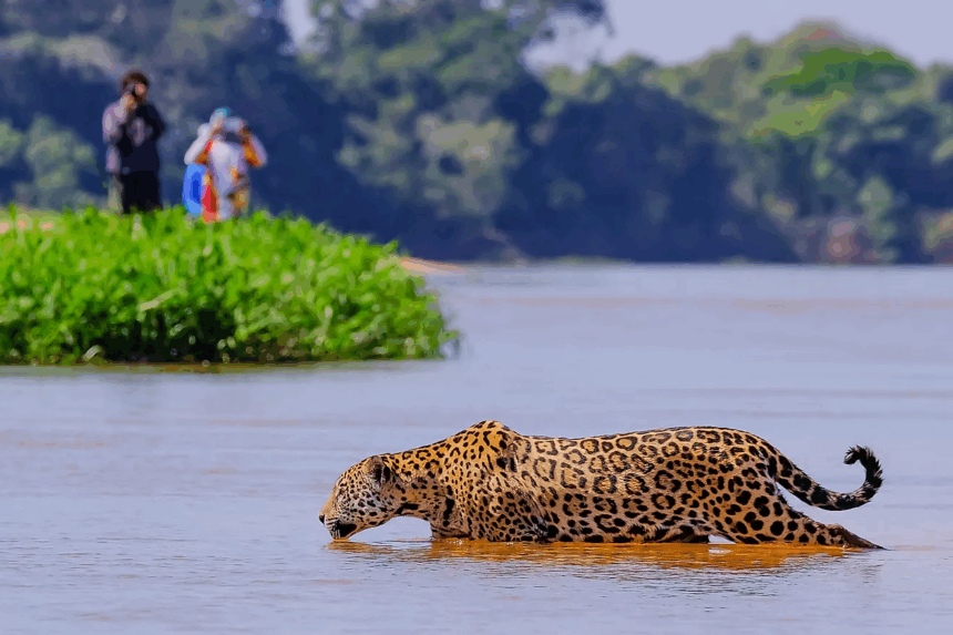 19 Top Wildlife Safari Locations: Best Destinations for Wildlife Adventures