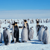 Why Do Emperor Penguins Huddle | Survival in the Cold Explained