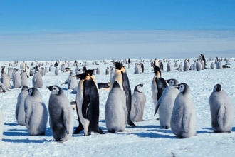 Why Do Emperor Penguins Huddle | Survival in the Cold Explained