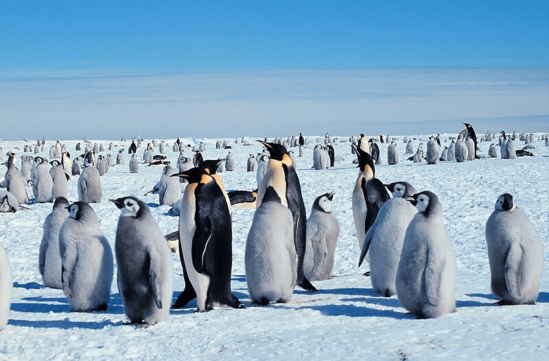 Why Do Emperor Penguins Huddle | Survival in the Cold Explained