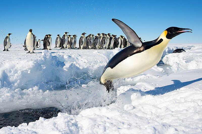 Evolutionary Advantage