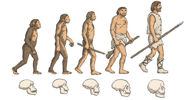 What Is The History Of Evolution? Origins & Key Milestones Explained