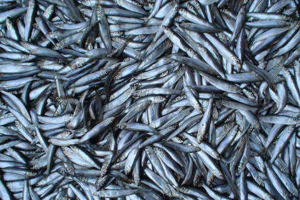 10 Best Sardine Alternatives In Europe: Healthy & Delicious Options