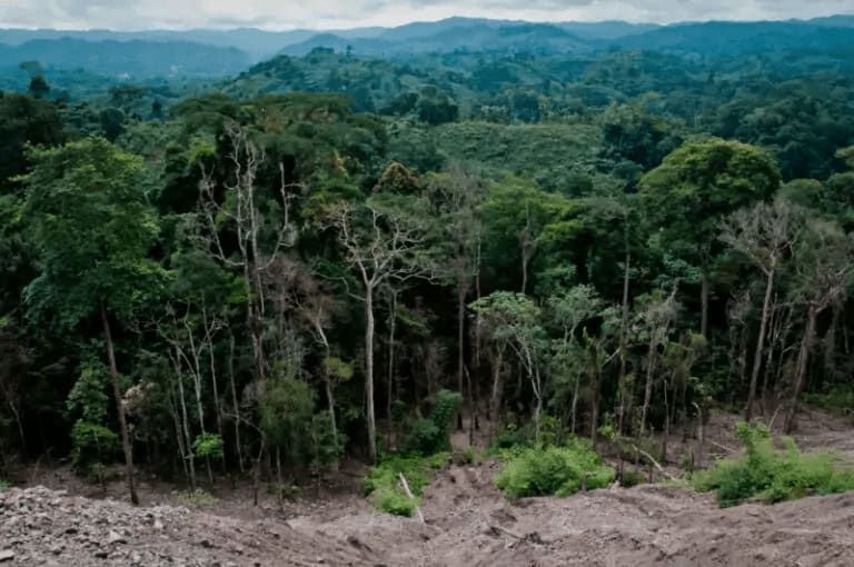 Sustainable Forestry & Reforestation