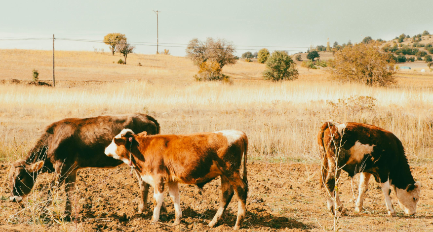 Dairy and Livestock Loans