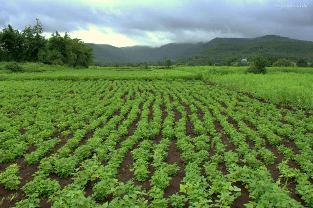 Crop Loan Schemes