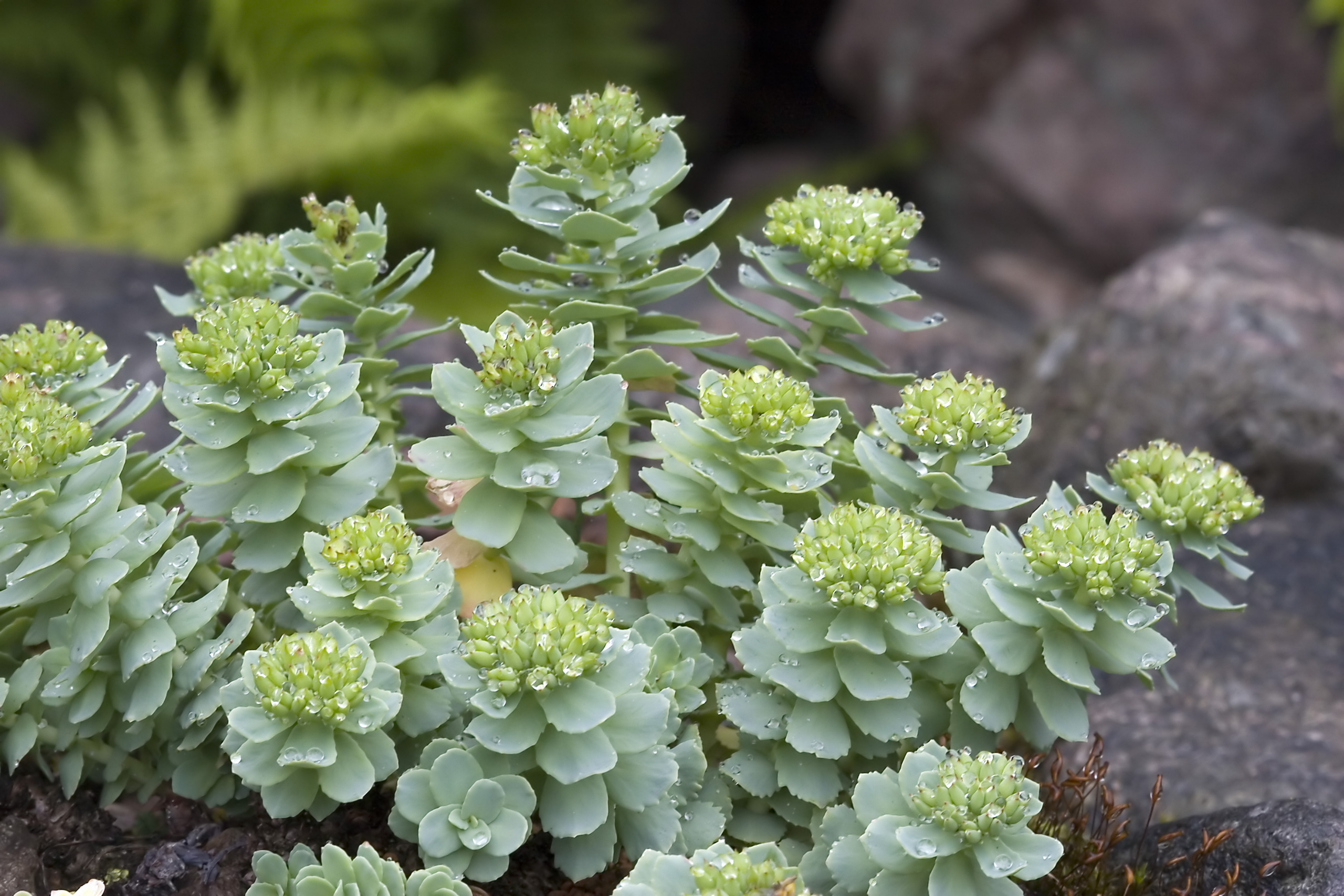 Rhodiola Rosea