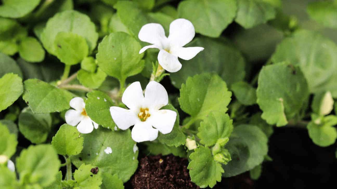 9. Bacopa Monnieri
