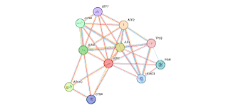 10 Best Shared Sequencer Networks In 2026